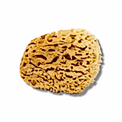 Doğal Deniz Süngeri (Çap 20 cm)